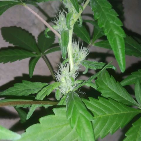 Primeira Prenseed growlog timeline photo