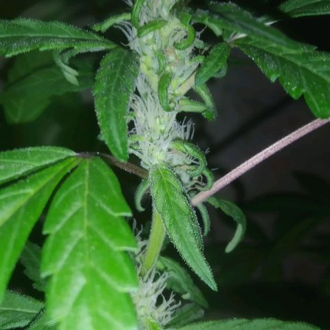 Primeira Prenseed growlog timeline photo