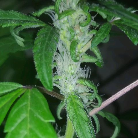Primeira Prenseed growlog timeline photo