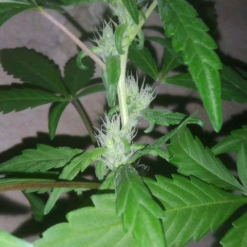 Primeira Prenseed growlog timeline photo
