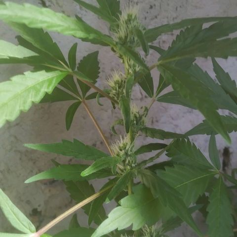 Primeira Prenseed growlog timeline photo