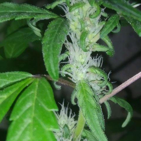 Primeira Prenseed growlog timeline photo