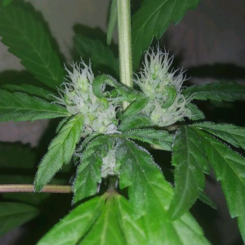 Primeira Prenseed growlog timeline photo