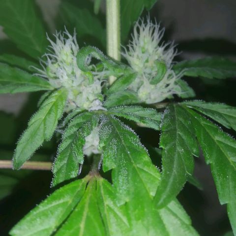 Primeira Prenseed growlog timeline photo