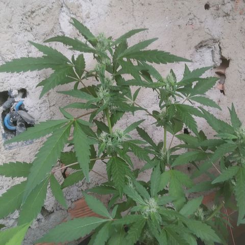 Primeira Prenseed growlog timeline photo