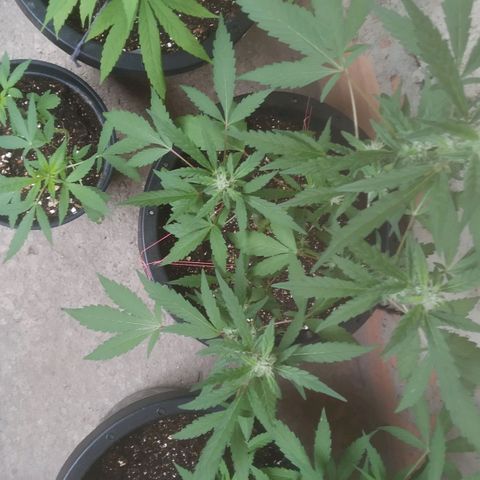 Primeira Prenseed growlog timeline photo