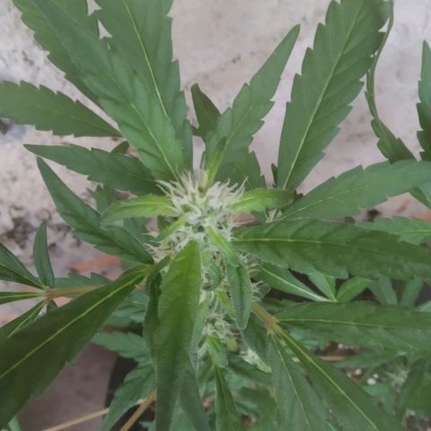 Primeira Prenseed growlog timeline photo