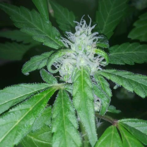 Primeira Prenseed growlog timeline photo