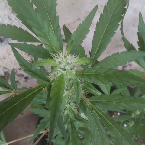Primeira Prenseed growlog timeline photo