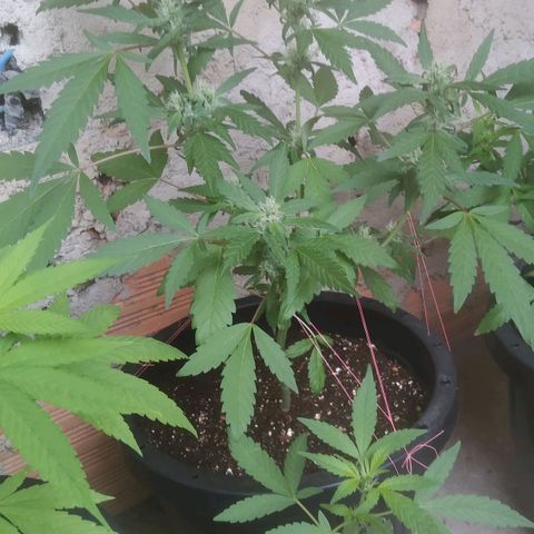 Primeira Prenseed growlog timeline photo