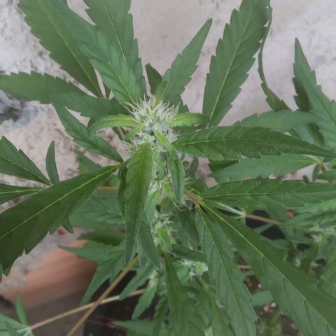Primeira Prenseed growlog timeline photo