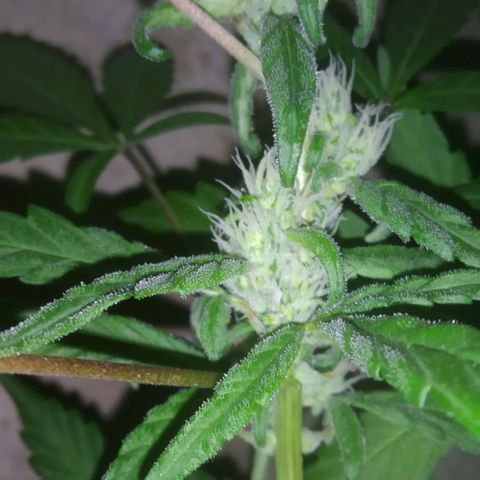 Primeira Prenseed growlog timeline photo