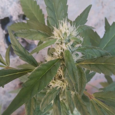 Primeira Prenseed growlog timeline photo