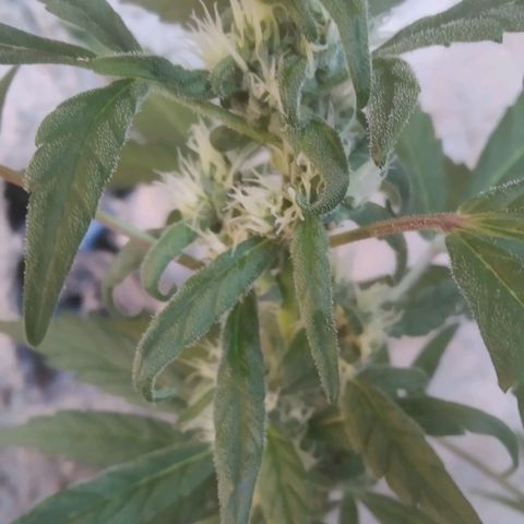 Primeira Prenseed growlog timeline photo