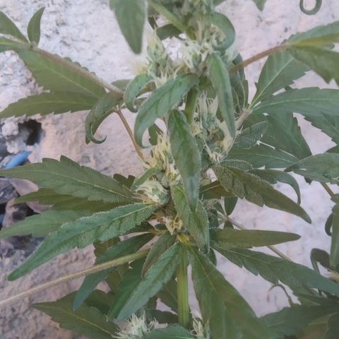 Primeira Prenseed growlog timeline photo