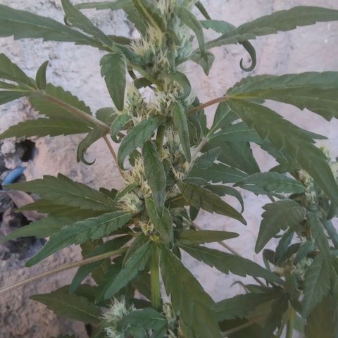 Primeira Prenseed growlog timeline photo