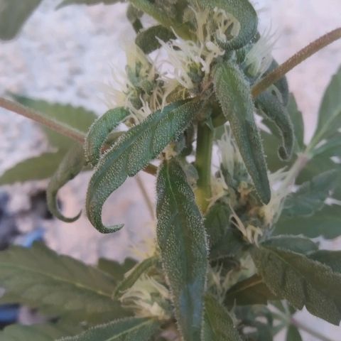 Primeira Prenseed growlog timeline photo