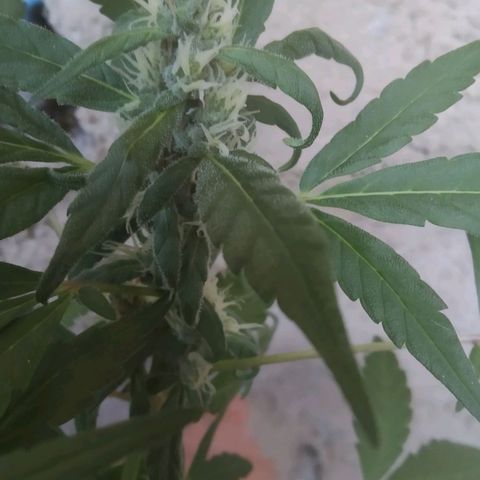 Primeira Prenseed growlog timeline photo