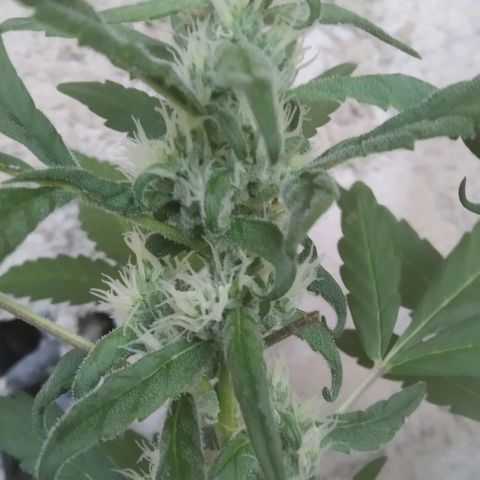 Primeira Prenseed growlog timeline photo