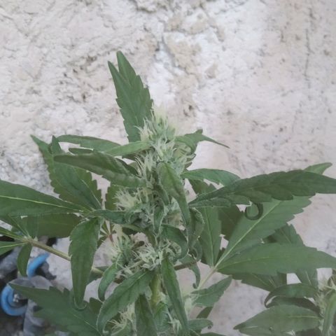 Primeira Prenseed growlog timeline photo