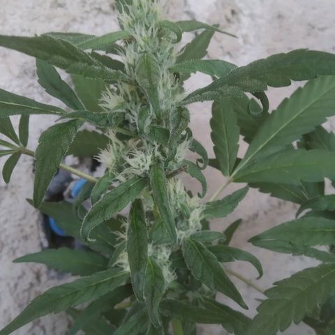 Primeira Prenseed growlog timeline photo