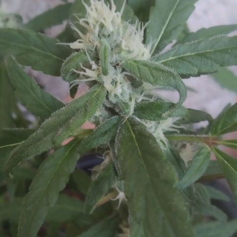 Primeira Prenseed growlog timeline photo
