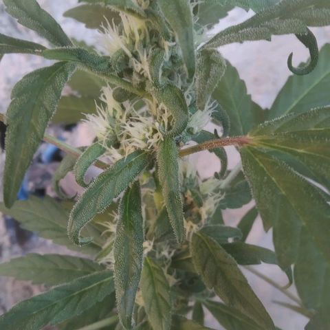 Primeira Prenseed growlog timeline photo