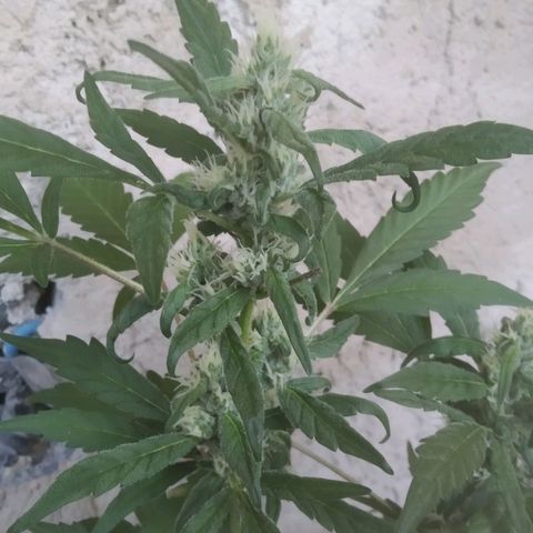 Primeira Prenseed growlog timeline photo