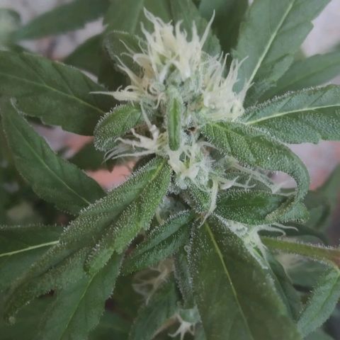 Primeira Prenseed growlog timeline photo