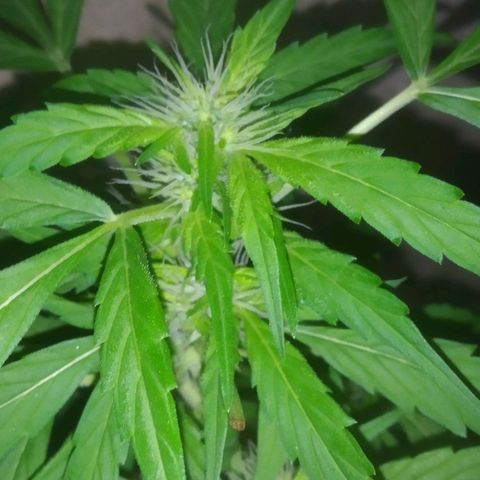 Primeira Prenseed growlog timeline photo