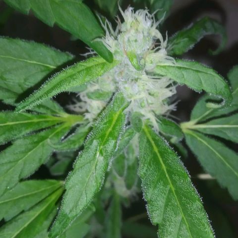 Primeira Prenseed growlog timeline photo