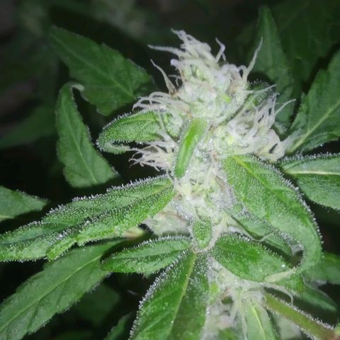 Primeira Prenseed growlog timeline photo