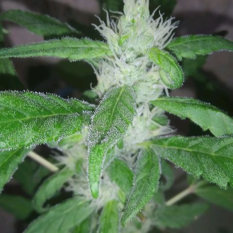 Primeira Prenseed growlog timeline photo