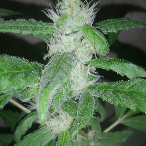 Primeira Prenseed growlog timeline photo