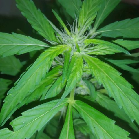 Primeira Prenseed growlog timeline photo