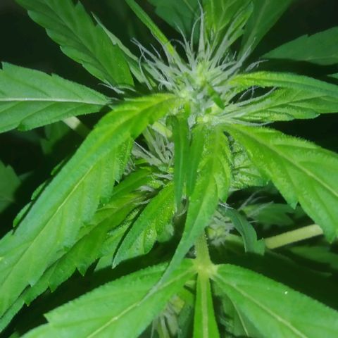 Primeira Prenseed growlog timeline photo