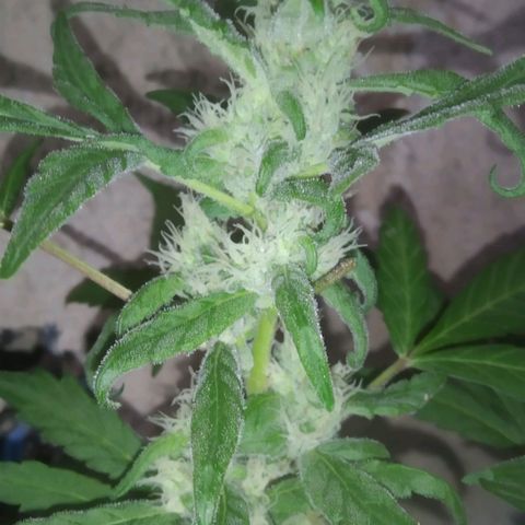 Primeira Prenseed growlog timeline photo