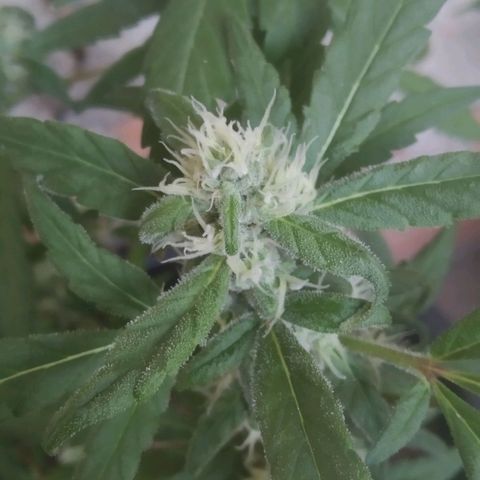 Primeira Prenseed growlog timeline photo