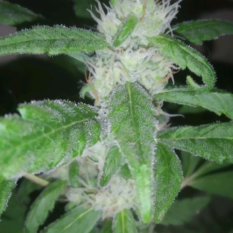 Primeira Prenseed growlog timeline photo