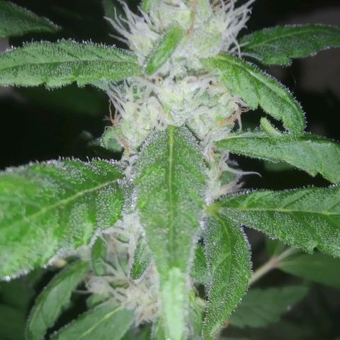 Primeira Prenseed growlog timeline photo