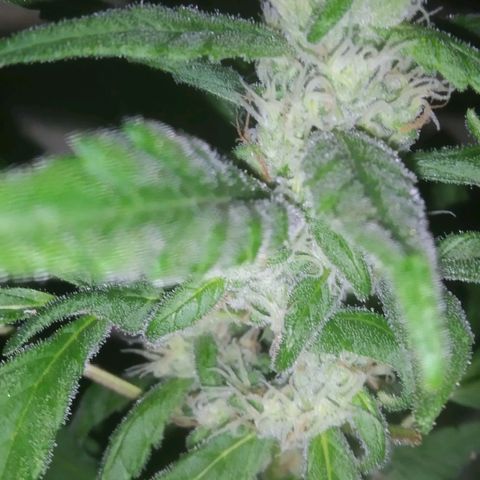 Primeira Prenseed growlog timeline photo