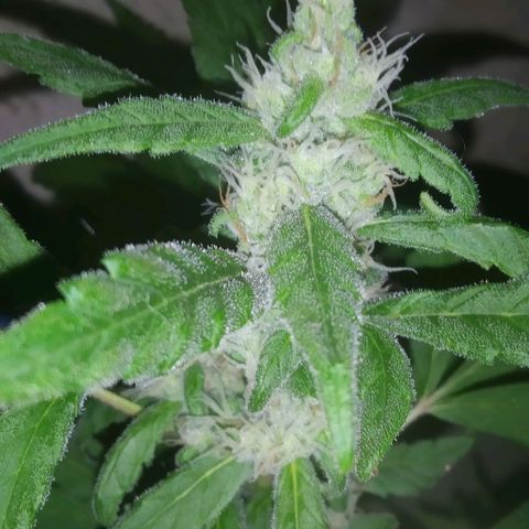 Primeira Prenseed growlog timeline photo