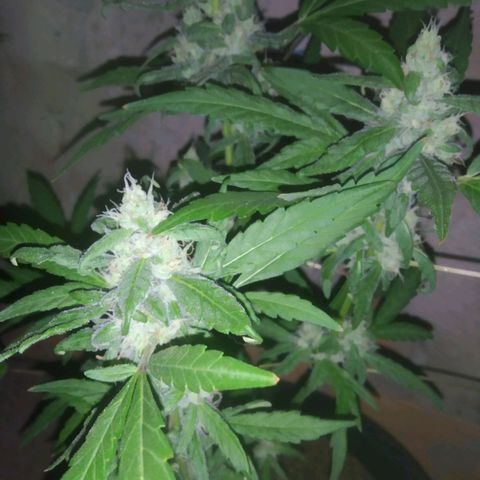 Primeira Prenseed growlog timeline photo
