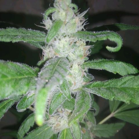 Primeira Prenseed growlog timeline photo