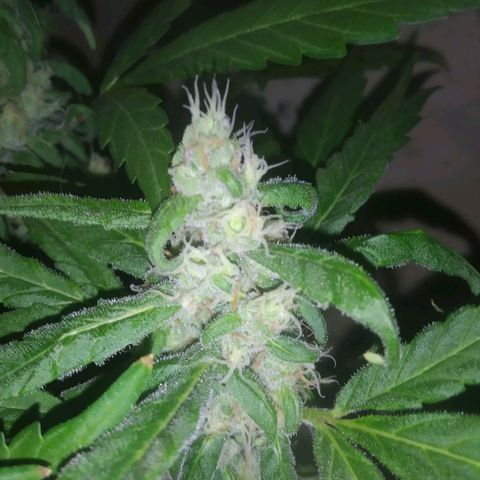 Primeira Prenseed growlog timeline photo