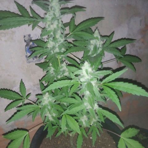 Primeira Prenseed growlog timeline photo