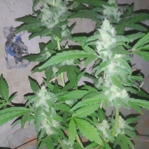 Primeira Prenseed growlog timeline photo