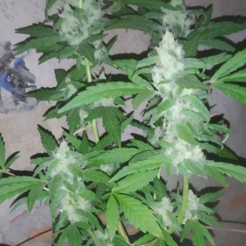 Primeira Prenseed growlog timeline photo