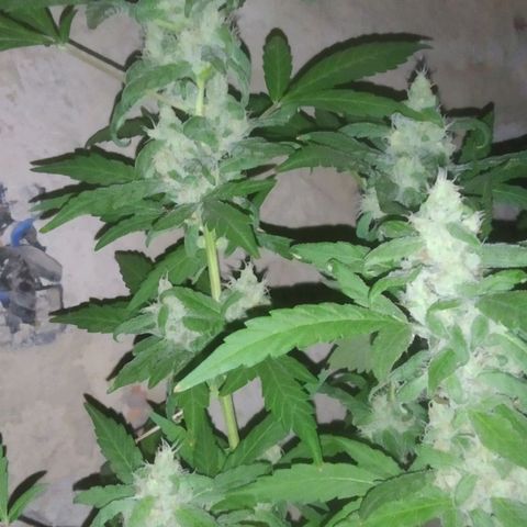 Primeira Prenseed growlog timeline photo