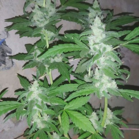 Primeira Prenseed growlog timeline photo